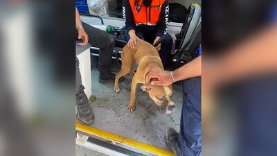 Fueron revisados por personal veterinario
