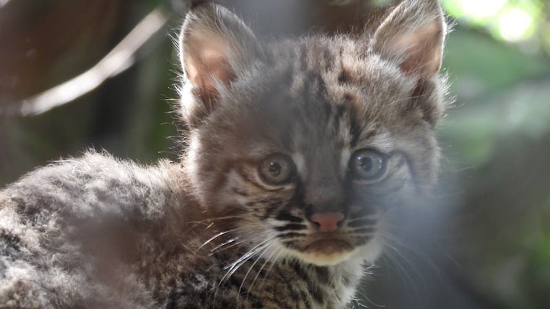 Nace en el Zoológico de Chapultepec el primer ejemplar de lince rojo