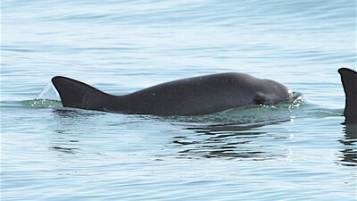 La especie endémica de México está casi extinta