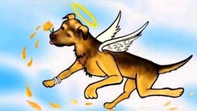 El perrito fue asesinado con aceite hirviendo