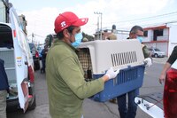 Abren albergue para los 108 perros rescatados de una carnicería en Edomex