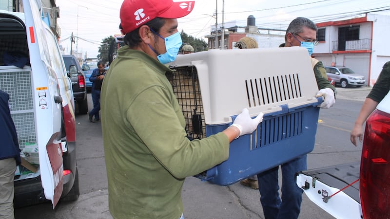 Abren albergue para los 108 perros rescatados de una carnicería en Edomex