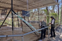 Clausuran Camino Real del Tigre, en Mazamitla, por presuntamente sedar animales