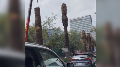 El personal de la alcaldía retiró ramas y hojas secas que han caído por el mal estado de las palmeras.