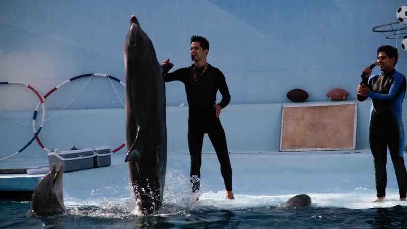 Aprueban reforma a la Ley de Vida Silvestre: se prohíbe uso de mamíferos marinos en espectáculos