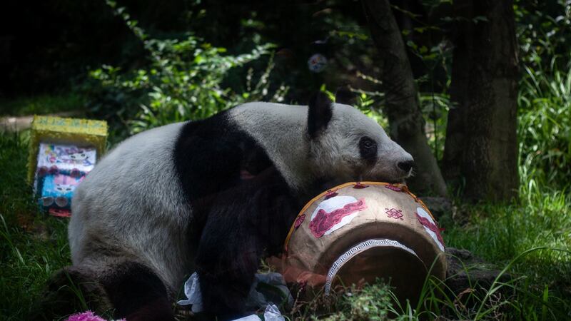 Xin Xin, la panda gigante de Chapultepec, está en su etapa final de vida, advierte Sedema