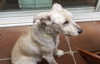 VIDEO: Gabriel Quadri exhibe cómo un pastor belga mató a ‘Vito’, su perrito