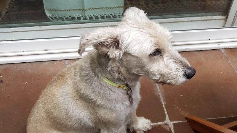 VIDEO: Gabriel Quadri exhibe cómo un pastor belga mató a ‘Vito’, su perrito