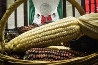 Diputados aprueban reforma que prohíbe siembra de maíz transgénico en México