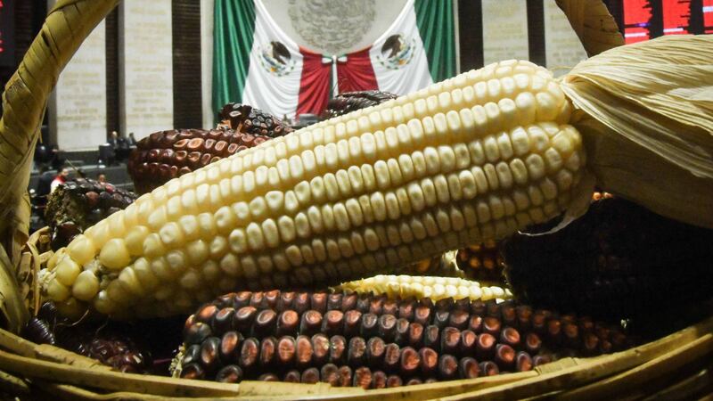 Diputados aprueban reforma que prohíbe siembra de maíz transgénico en México