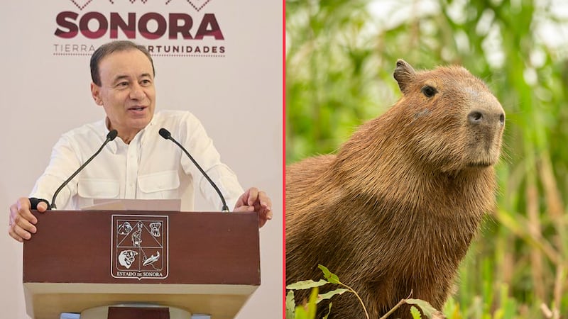 ¿Alfonso Durazo propuso a una capibara como secretaria de Gobierno en Sonora?