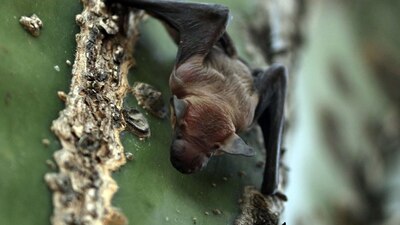 La enfermedad casi siempre es mortal y el tratamiento ya solo es paliativo