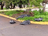 Investigan envenenamiento masivo de ‘lomitos’ en fraccionamiento de Pachuca, Hidalgo