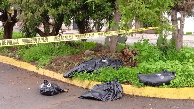 Investigan envenenamiento masivo de ‘lomitos’ en fraccionamiento de Pachuca, Hidalgo