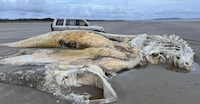 Hallan colosal cadáver de criatura marina en playa de Gales, en Reino Unido