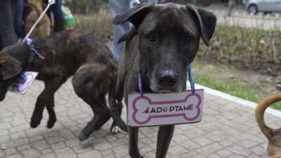 Te damos varias opciones para adoptar a un perro o un gato