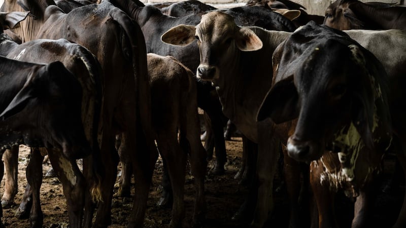Texas pide a Trump reabrir la frontera a ganado bovino mexicano