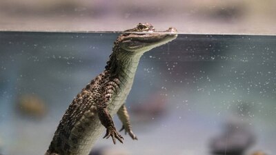 Se han recibido cuatro reportes en el municipio