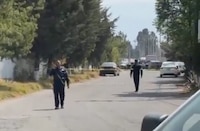 Hombre en estado de ebriedad libera a 6 leones y se ‘enjaula’ para evitar ser devorado