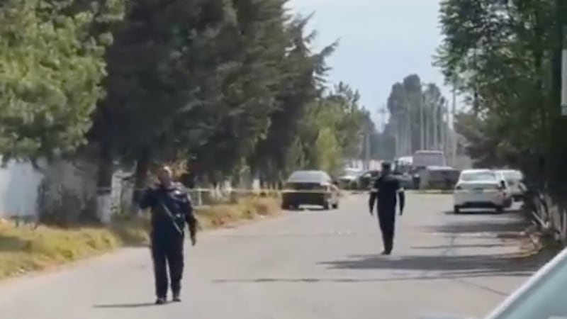 Hombre en estado de ebriedad libera a 6 leones y se ‘enjaula’ para evitar ser devorado