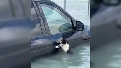 Los policías tomaron al gato y lo subieron al bote