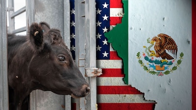 Debido a la confirmación de otro caso de gusano barrenador, Estados Unidos cerró la frontera sur con México.