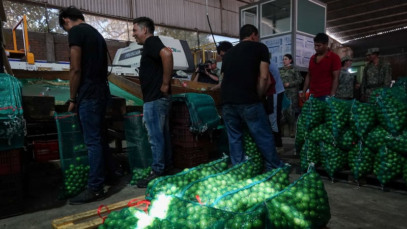 VIDEO: Por baja en el precio, limoneros en Michoacán prefieren tirar su cosecha