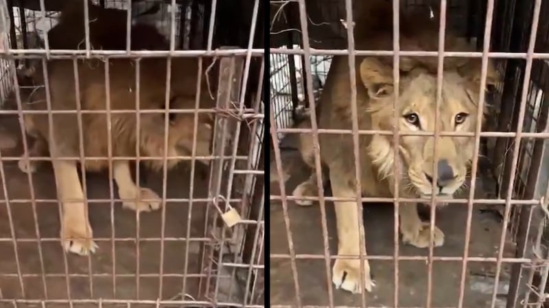 Rescatan a león africano que fue abandonado en lote baldío