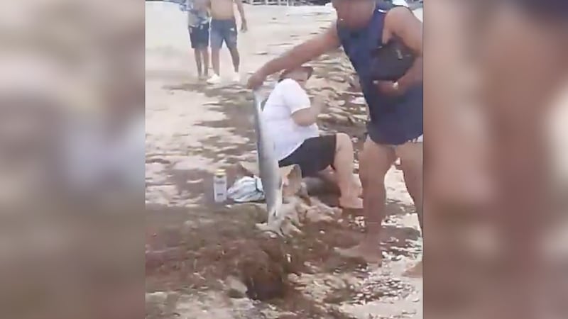 VIDEO: Hombre saca a cría de tiburón martillo del mar y causa indignación