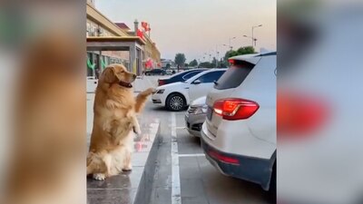 Se para en dos patitas y avisa con un ladrido a su amo que se estacionó