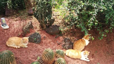 20 gatitos viven en Palacio Nacional