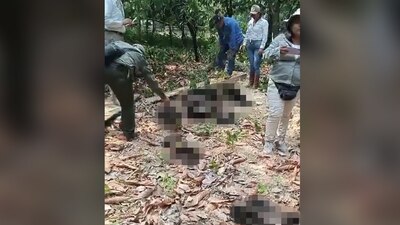 La Semarnat señaló que investiga estas muertes en el sur del país