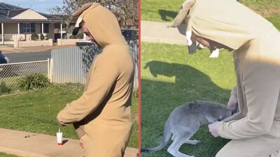 Un momento emotivo fue captado en video en el que un canguro confundió a su mamá