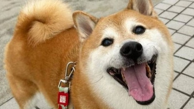 El 'lomito' se hizo viral en memes que circularon en redes sociales