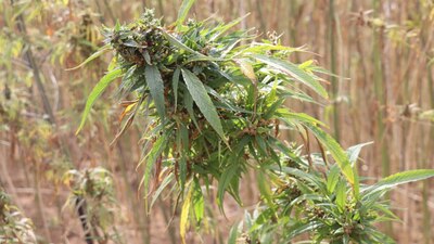 El primer lote para uso industrial salió en Oaxaca