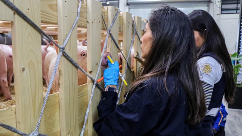 México suspende importaciones españolas de carne de cerdo por virus de peste porcina africana