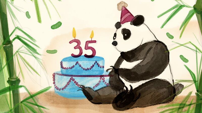 CDMX: Alistan celebración por los 35 años de ‘Xin Xin’, la última panda gigante nacida en México