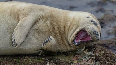 Estas son las imágenes del The Comedy Wildlife Photography Awards 2017