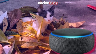 La asistente virtual de Amazon también puede salvarte de aprietos, al perder a tus michis