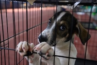 ¿Qué pasa con los perritos durante los incendios forestales en Europa?