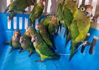 Profepa rescata a 40 pericos y loros del tráfico ilegal de especies silvestres en Jalisco