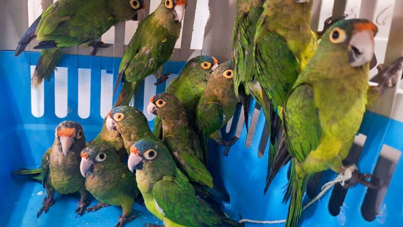 Profepa rescata a 40 pericos y loros del tráfico ilegal de especies silvestres en Jalisco