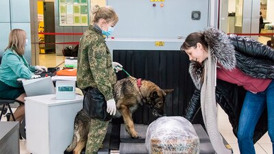 Los perros usan el 40% de su cerebro para procesar lo que olfatean