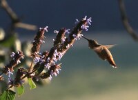 Profepa pide no capturar y asesinar a los colibríes para usarlos para “amarres de amor”
