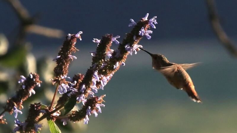 Profepa pide no capturar y asesinar a los colibríes para usarlos para “amarres de amor”