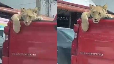 El felino iba en una camioneta con niños que lo iban acariciando