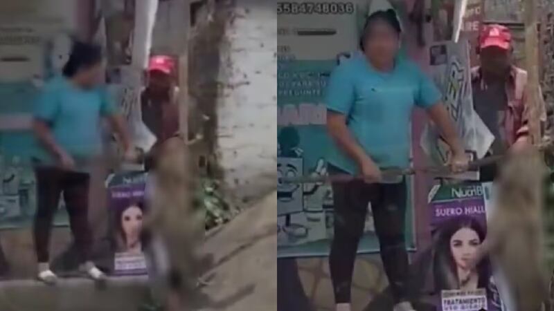 Rescatan a 11 perros chihuahua en domicilio vinculado a asesinato del perrito ‘Canelo’