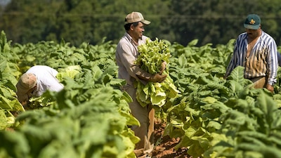 Jornaleros mexicanos recolectando tabaco en Carolina del Norte