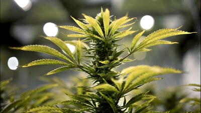 La marihuana para uso medicinal es legal en 25 estados de EU