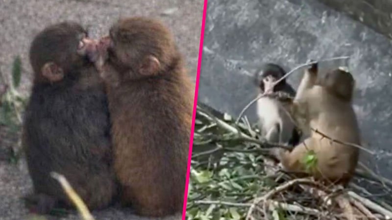 “Ya tiene novia”: captan a Punch muy cariñoso con la macaca Aiko